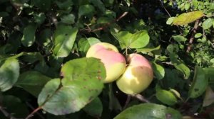 Яблоня Мартовское