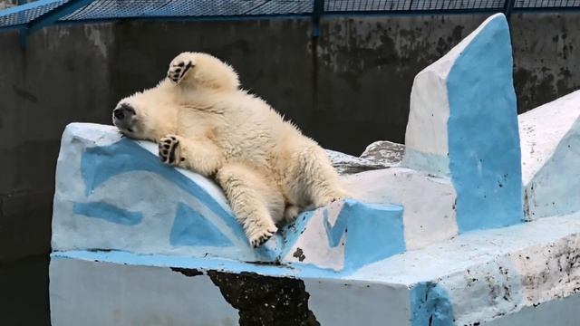 "Царь Севера в Сибири! ❄️🐻❄️ Уникальные кадры бел? смотреть онлайн