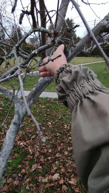 детальная обрезка яблони часть 2 смотреть онлайн