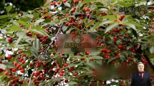 Войлочная вишня: секреты богатого урожая!