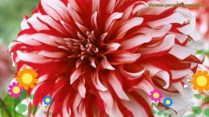 Георгина махровая Санта Клаус. Краткий обзор, описани?