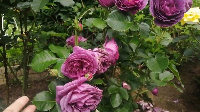 Цветение роз 2023!