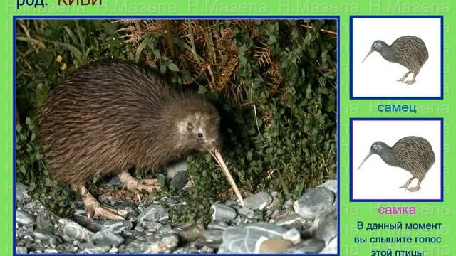 Киви. Голоса птиц смотреть онлайн
