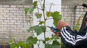 Секреты пасынков на винограде для большого урожая!