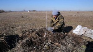 Грецкий Орех.Еще один вариант питания и подкормки дер?