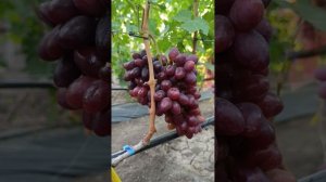 Обзор винограда Мирай. Тел. 89188938467.