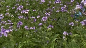 Фацелия заканчивает цветение. Синяк обыкновенный нач?