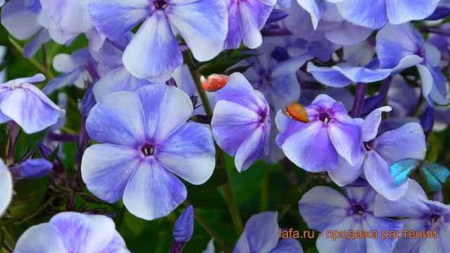 Флокс метельчатый Гжель (phlox paniculata) 🌿 флокс Гжель обзо смотреть онлайн