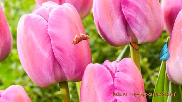Тюльпан гибридный Пепл Прайд (tulipa Pepl-prayd) 🌿 обзор: как ?