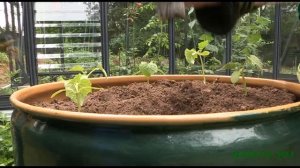 Как вырастить огурцы в бочке.