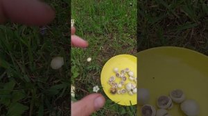 Как вырастить #грибы на своем участке. #Мицелий
