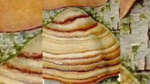 Полезный паразит или гриб бессмертия? Чем интересна б?