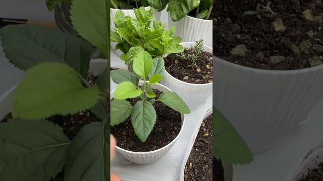 Мой начальный опыт и случайный эксперимент. Домашний ?