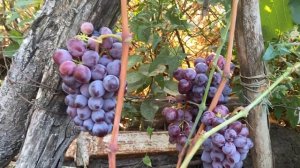 Изюмский мускат, нашумевшая форма винограда. Выводы п?