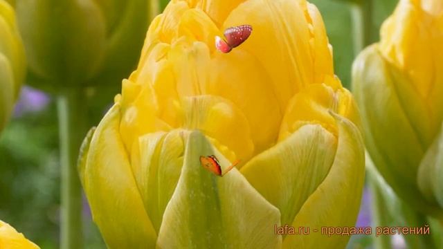 Тюльпан махровый Ванилла Куп Tulipa Vanilla Kup 🌿 обзор  как с