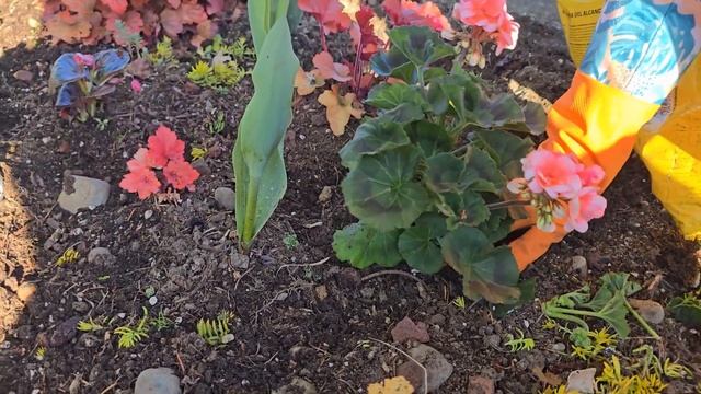 Герань в открытом грунте 🌺 Секреты успешной посадки смотреть онлайн