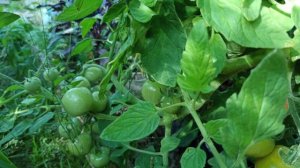 Оранжевый земледелец. Помидор поспел 16.07.2022. Правильна