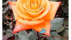 Роза чайно-гибридная Миракл (miracle rose hybrid tea) 🌿 обзор: ка