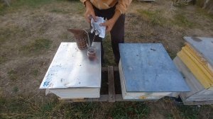 обработка пчел от клеща молочной кислотой 23.09 2024