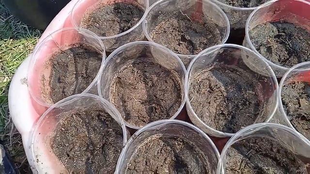 Рассада АРБУЗОВ лёгким способом в Сибири 2023 г