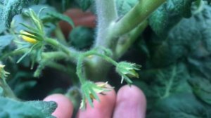 создаю свой гибрид томата