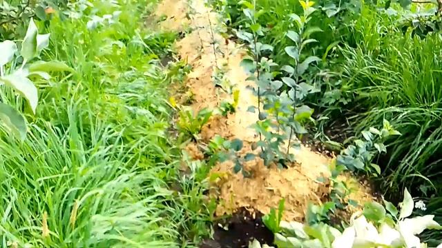 Яблоня народное название столовка  суслепское, малино