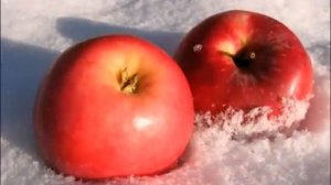 Яблоки на снегу  -  Михаил Муромов