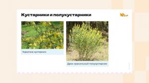 Жизненные формы растений. Биология. 6 класс