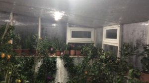 Как построен Зимний сад (углублённая теплица) для цитр