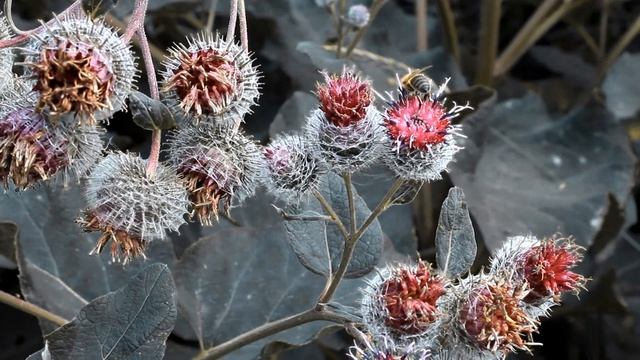 BBC-Пчёлы смотреть онлайн