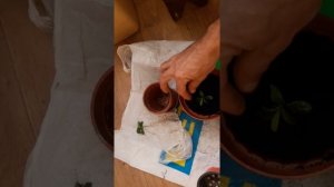 посадка саженца граната