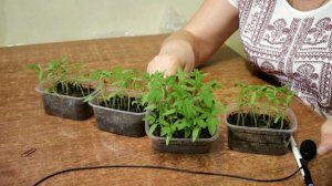 336_На какую глубину лучше посеять томаты. Проверено оп?