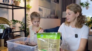 Как вырастить лонган из косточки в домашних условиях?