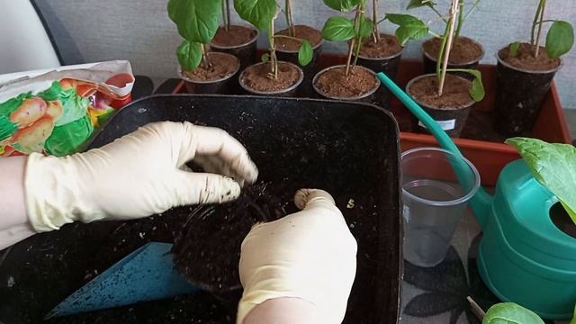 Перевалка баклажанов на 31.03.2024. Осваиваю новый метод. смотреть онлайн