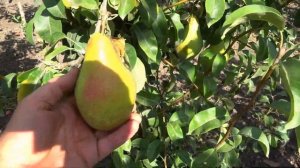 Популярный рыночный сорт груши НОЯБРЬСКАЯ