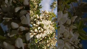 Белая акация зацвела в Самарской области. Пчелки посе?
