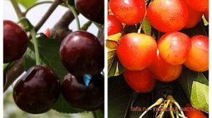 Черешня плодовая Ревна-Брянская розовая 🌿 обзор: как