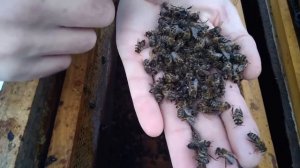 Причина гибели пчел зимой. Все пчела осыпалась зимой. ?