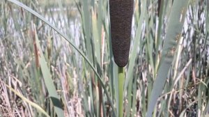 Рогоз узколистный, рогоз широколистный. Typha angustifolia, typha