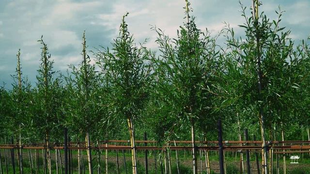 КАК ВЫРАЩИВАТЬ ДЕРЕВЬЯ? ВЫВОДИМ ЦЕНТРАЛЬНЫЙ ПРОВОДНИ? смотреть онлайн