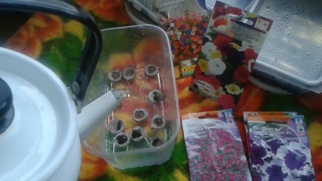 Рассада петунии в 2016 году. Выращивание из семян (19.02.16)Т смотреть онлайн