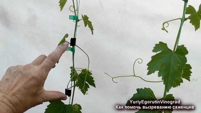 🍇 Пошагово! Как подготовить САЖЕНЦЫ ВИНОГРАДА к чека?