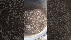 Грунт для посадки хвойных растений туи