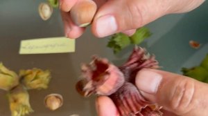 ФУНДУК в  БЕЛАРУСИ. КАКОЙ ЛУЧШИЙ СОРТ???