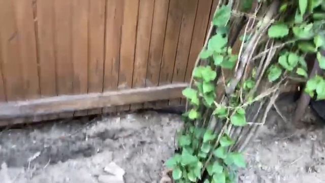 Благоустройство участка: защита от размывания почвы смотреть онлайн