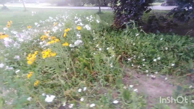 Рудбекия - жёлтые Ромашки 🌼🌼🌼 смотреть онлайн