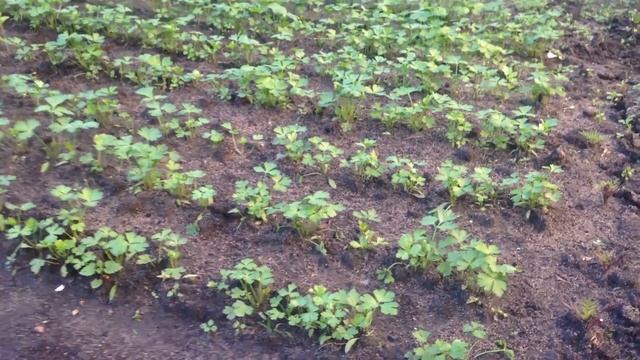 Укроп, лук севок и петрушка 30.05.20