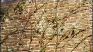 Обрезка и подвязка роз -метод  Сиссингхерст.  Моя работ