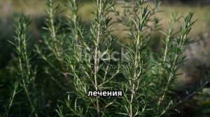 Пырей. Целебный отвар и настой из корня пырея. Создано