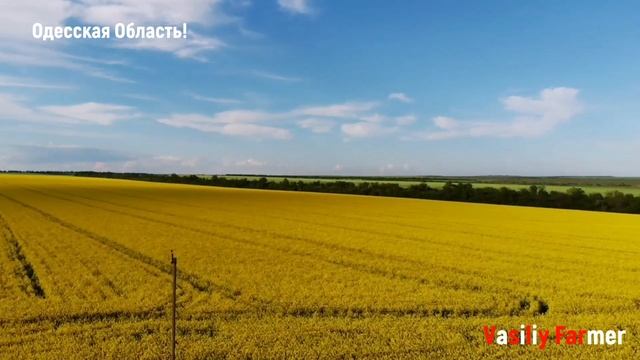 ЯЧМЕНЬ ВЫКИНУЛ КОЛОС! ГОРОХ ЦВЕТЕТ!  Посевы просто Бом?